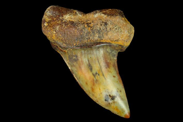 Colorful Mako/White Shark Tooth Fossil - Sharktooth Hill, CA #122683